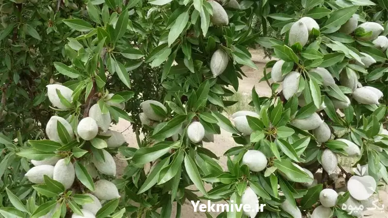 فروش نهال بادام در ارومیه در گروه خرید و فروش نهال بادام در یکمیوه -عکس1