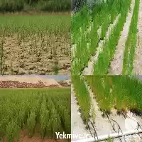 فروش گیاه سالیکورنیا در تهران در گروه خرید و فروش گیاهان زینتی در یکمیوه