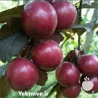 قیمت خرید نهال میوه گوجه قرمز در مشهد در گروه خرید و فروش نهال میوه در یکمیوه