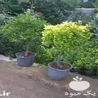 فروش شمشاد پایه دار در رنگ در رشت در گروه خرید و فروش گیاهان زینتی در یکمیوه