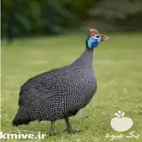 فروش تخم نطفه دار مرغ مصری در تهران در گروه مرغ و خروس و بوقلمون و اردک قو قاز در یکمیوه