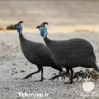 فروش تخم نطفه دار کنگو مصری در گروه مرغ و خروس و بوقلمون و اردک قو قاز در یکمیوه