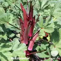 فروش بذر بامیه قرمز بورگندی در ارومیه در گروه خرید و فروش بذر بامیه در یکمیوه