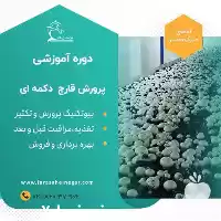 آموزش قارچ دکمه ای با تجربیات در تهران