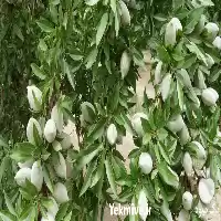 فروش نهال بادام در ارومیه در گروه خرید و فروش نهال بادام در یکمیوه