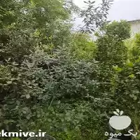 فروش نهال درخت بلوط دائم سبز در کرج در گروه خرید و فروش نهال درخت در یکمیوه