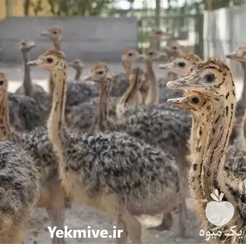 فروش جوجه شتر مرغ 10 روزه در گروه مرغ و خروس و بوقلمون و اردک قو قاز در یکمیوه -عکس1