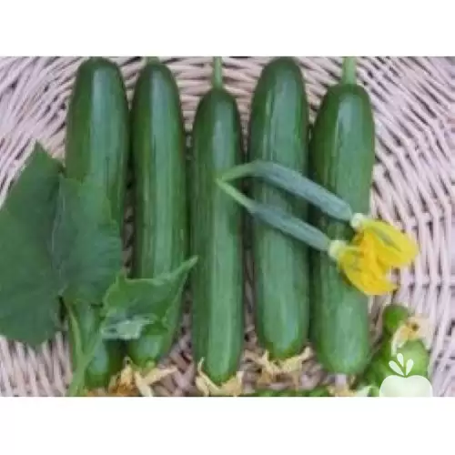 قیمت خرید بذر خیار یو اس در یزد در گروه خرید و فروش بذر خیار در یکمیوه -عکس1