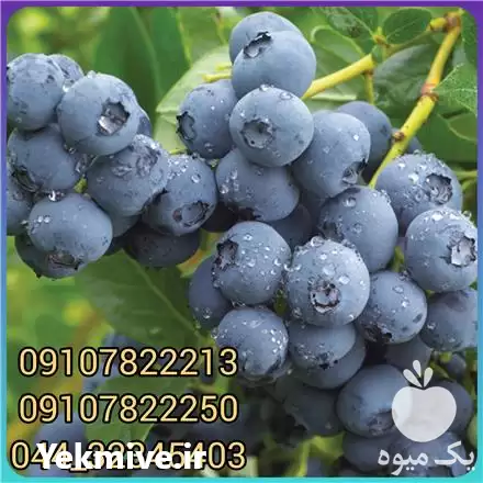 فروش عمده نهال بلوبری دوک در تهران در گروه خرید و فروش نهال بلوبری در یکمیوه -عکس1