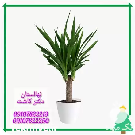 قیمت خرید گیاه یوکا تنه دار در ارومیه در گروه خرید و فروش گیاهان زینتی در یکمیوه -عکس1