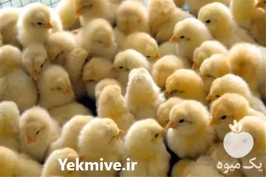 فروش و عرضه جوجه یکروزه گوشتی در ارومیه در گروه مرغ و خروس و بوقلمون و اردک قو قاز در یکمیوه -عکس1