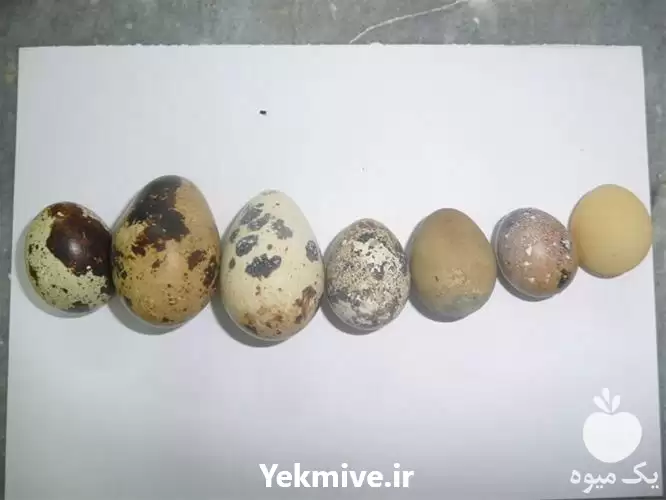 قیمت خرید پرورش بلدرچین در گروه تجهیزات مرغداری در یکمیوه -عکس1