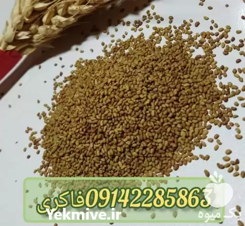 قیمت خرید بذر یونجه همدانی در کرمانشاه در گروه خرید و فروش بذر یونجه در یکمیوه -عکس1