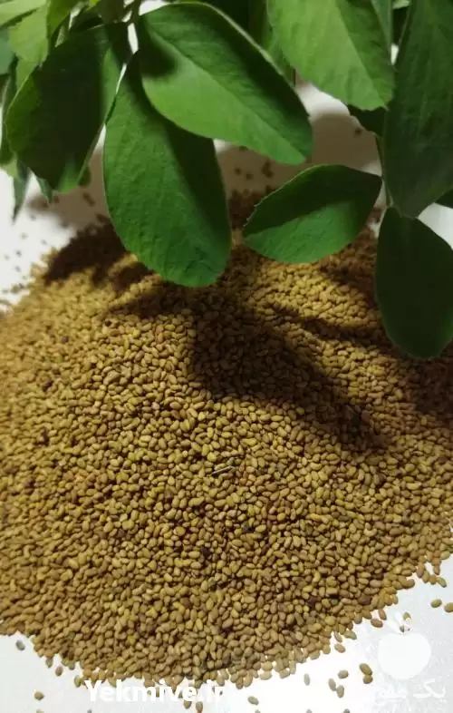 قیمت خرید بذر یونجه همدانی پا در تهران در گروه خرید و فروش بذر یونجه در یکمیوه -عکس1