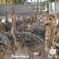 فروش جوجه شتر مرغ 10 روزه در گروه مرغ و خروس و بوقلمون و اردک قو قاز در یکمیوه