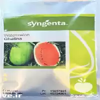 فروش بذر هندوانه گالینا رقم هیبرید در شیراز در گروه خرید و فروش بذر هندوانه در یکمیوه