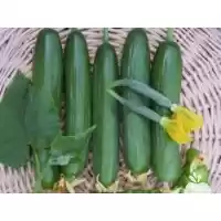 قیمت خرید بذر خیار یو اس در یزد در گروه خرید و فروش بذر خیار در یکمیوه