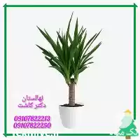 قیمت خرید گیاه یوکا تنه دار در ارومیه در گروه خرید و فروش گیاهان زینتی در یکمیوه