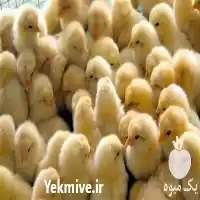 فروش و عرضه جوجه یکروزه گوشتی در ارومیه در گروه مرغ و خروس و بوقلمون و اردک قو قاز در یکمیوه