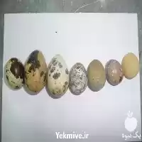قیمت خرید پرورش بلدرچین در گروه تجهیزات مرغداری در یکمیوه