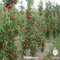نهال سیب در ارقام مختلف در ارومیه در گروه خرید و فروش نهال میوه در یکمیوه