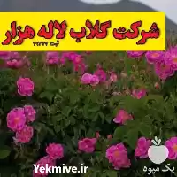 قیمت خرید 	غنچه گلبرگ نهال گل در تهران در گروه خرید و فروش نهال گل محمدی در یکمیوه