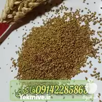 قیمت خرید بذر یونجه همدانی در کرمانشاه در گروه خرید و فروش بذر یونجه در یکمیوه