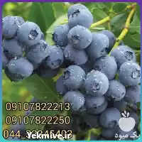 فروش عمده نهال بلوبری دوک در تبریز در گروه خرید و فروش نهال بلوبری در یکمیوه