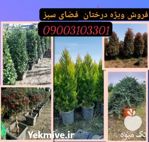 قیمت خرید درختان جرایم شهرداری در تهران در گروه خرید و فروش گیاهان زینتی در یکمیوه -عکس1