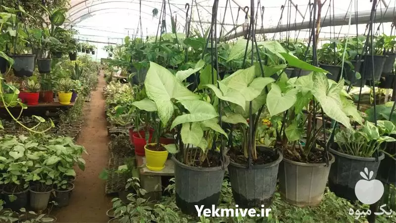 طراحی فضای سبز گل آپارتمانی در شیراز در گروه سازنده در یکمیوه -عکس1