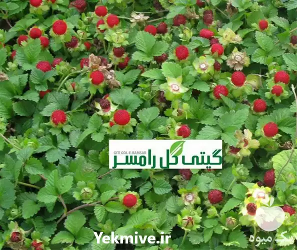 فروش گیاه پوششی توت فرنگی زینتی در ساری در گروه خرید و فروش انواع پوشش ها در یکمیوه -عکس1