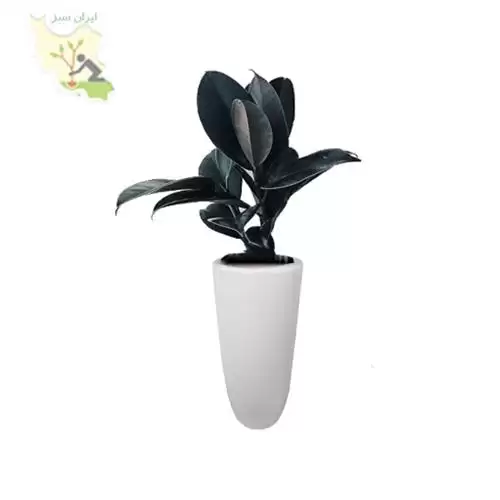 فروش گل فیکوس سوپر بلک در تهران در گروه خرید و فروش انواع تجهیزات کشاورزی در یکمیوه -عکس1