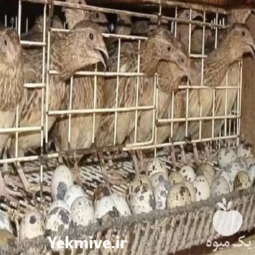 قیمت خرید جوجه بوقلمون های بیوتی در گروه مرغ و خروس و بوقلمون و اردک قو قاز در یکمیوه -عکس1