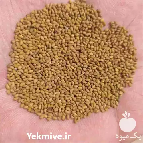 فروش بذر یونجه تضمینی در گروه خرید و فروش بذر یونجه در یکمیوه -عکس1