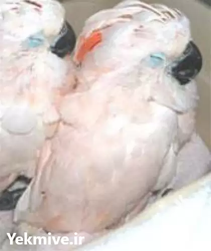 فروش تخم کاکادو نطفه دار در تهران در گروه انواع تخم ها در یکمیوه -عکس1