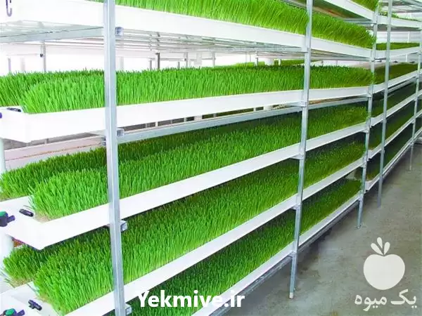 فروش مشاوره کشت گلخانه ای علوفه در گروه خرید و فروش علوفه در یکمیوه -عکس1