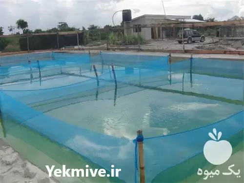 دوره آموزشی راه اندازی استخر پرورش در گروه دوره آموزش کشاورزی در یکمیوه -عکس1