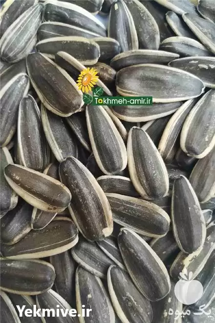 قیمت خرید تخمه کدو در گروه خرید و فروش انواع تخمه در یکمیوه -عکس1