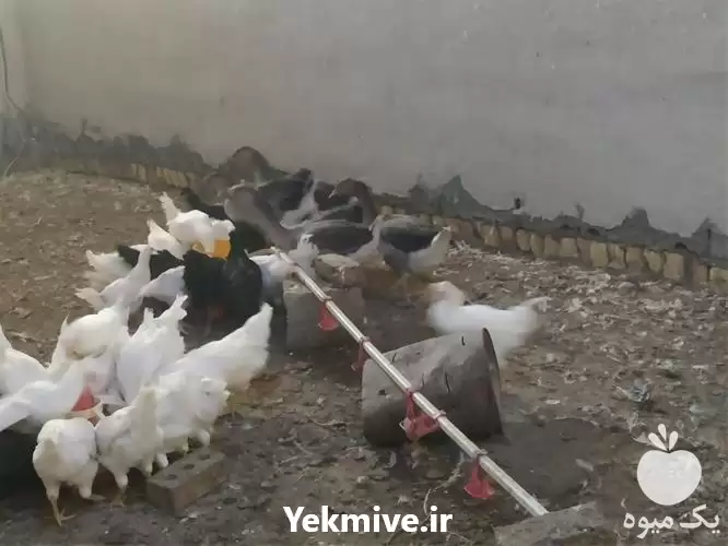 فروش مرغ خروس سیاه در گروه مرغ و خروس و بوقلمون و اردک قو قاز در یکمیوه -عکس1