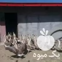 قیمت خرید قوغاز در مشهد در تهران در گروه مرغ و خروس و بوقلمون و اردک قو قاز در یکمیوه -عکس1