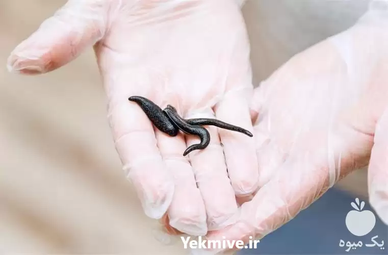 دوره پرورش و تکثیر زالو در گروه دوره آموزش کشاورزی در یکمیوه -عکس1