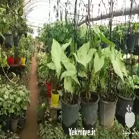 طراحی فضای سبز گل آپارتمانی در شیراز در گروه سازنده در یکمیوه