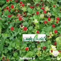فروش گیاه پوششی توت فرنگی زینتی در ساری در گروه خرید و فروش انواع پوشش ها در یکمیوه