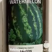 قیمت فروش بذر هندوانه فالکون در همدان در گروه خرید و فروش بذر هندوانه در یکمیوه