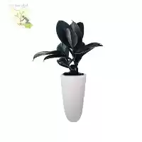 فروش گل فیکوس سوپر بلک در تهران در گروه خرید و فروش انواع تجهیزات کشاورزی در یکمیوه