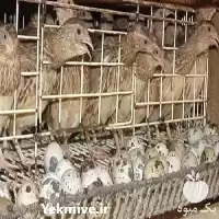 قیمت خرید جوجه بوقلمون های بیوتی در گروه مرغ و خروس و بوقلمون و اردک قو قاز در یکمیوه