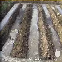 قیمت خرید کود گوگرد مایع در ارومیه در گروه خرید و فروش کود گوگرد در یکمیوه