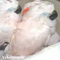 فروش تخم کاکادو نطفه دار در تهران در گروه انواع تخم ها در یکمیوه