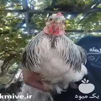 قیمت خرید برهما و تخم نطفه در گروه انواع تخم ها در یکمیوه