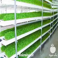 فروش مشاوره کشت گلخانه ای علوفه